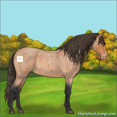 Horse Color:Bay Roan Varnish