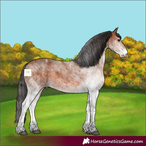 Horse Color:White Spotted Bay Rabicano