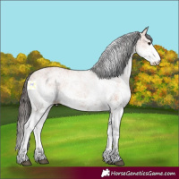 Horse Color:White Spotted Bay 