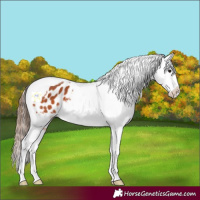 Horse Color:Bay Splash Tobiano Appaloosa Rabicano 