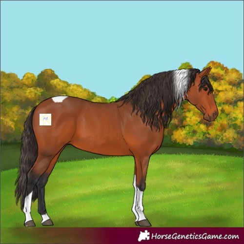 Horse Color:Bay Tobiano 