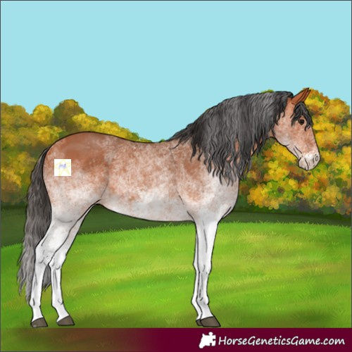 Horse Color:White Spotted Bay 