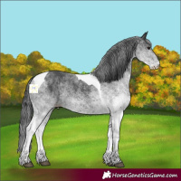 Horse Color:White Spotted Black Tobiano Rabicano 