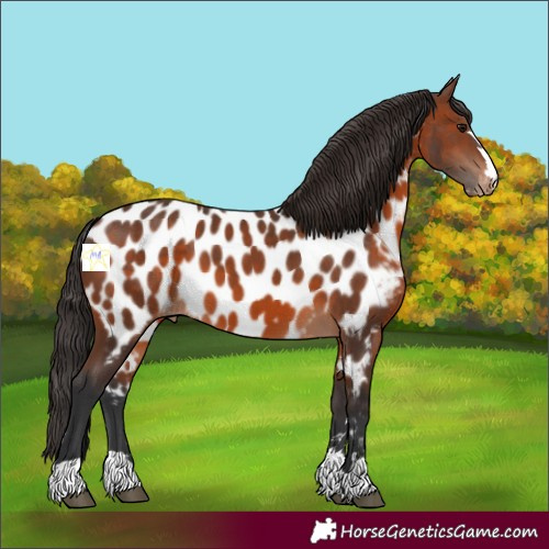 Horse Color:Brown Near Leopard