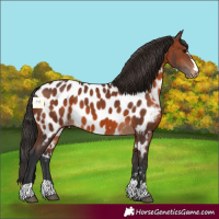 Horse Color:Brown Near Leopard 