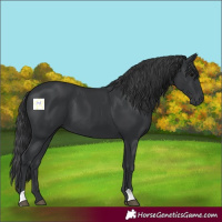 Horse Color:Black 