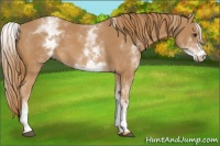 Horse Color:White Spotted Chestnut 