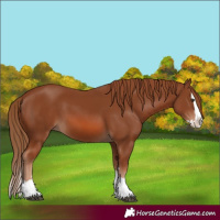 Horse Color:Chestnut Splash 