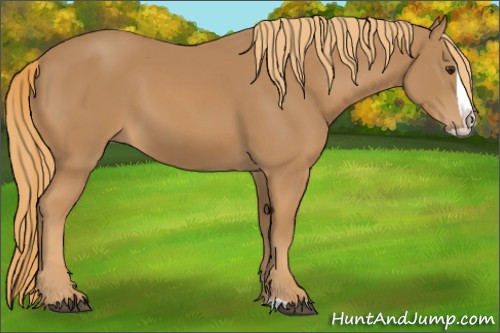 Horse Color:Chestnut Splash 