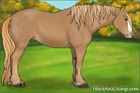 Horse Color:Chestnut Splash 