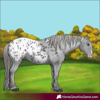 Horse Color:Black Splash Appaloosa