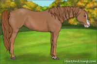 Horse Color:Chestnut Splash 