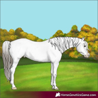 Horse Color:Blue Roan Frame Appaloosa