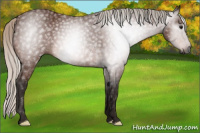 Horse Color:Gray Silver Bay Rabicano 