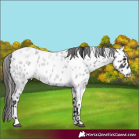 Horse Color:Blue Roan Near Leopard Rabicano 