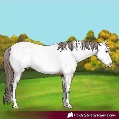 Horse Color:Bay Frame Appaloosa 