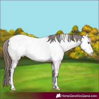 Horse Color:Bay Frame Appaloosa 