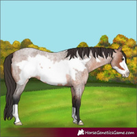 Horse Color:Bay Roan Frame 