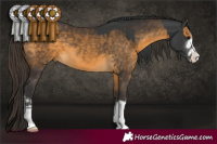 Horse Color:Black and Buckskin