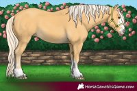 Horse Color:Palomino