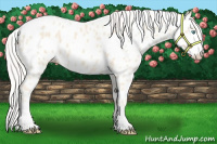 Horse Color:Cremello Appaloosa 