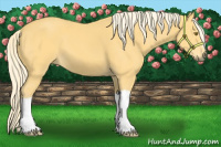 Horse Color:Palomino 
