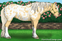 Horse Color:Palomino Appaloosa 