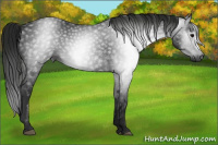 Horse Color:Gray Black 