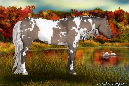 Horse Color:White Spotted Silver Grullo