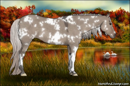Horse Color:White Spotted Silver Grullo