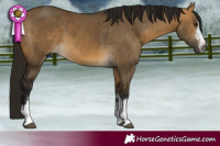 Horse Color:Gray Buckskin Dun 