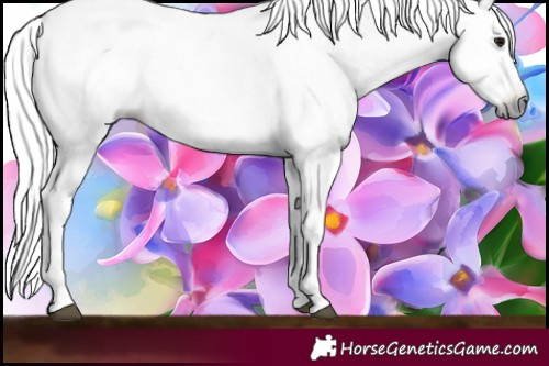 Horse Color:Gray Bay Tobiano Appaloosa 