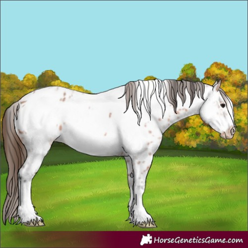Horse Color:Bay Ice Roan Frame Appaloosa 
