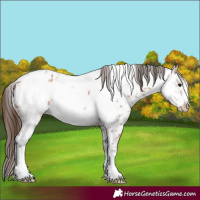 Horse Color:Bay Ice Roan Frame Appaloosa 