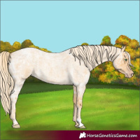 Horse Color:Gold Cream Champagne Ice Roan 
