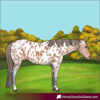 Horse Color:Bay Ice Appaloosa 