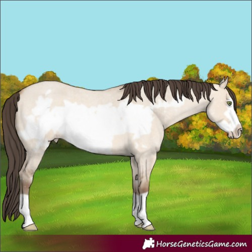 Horse Color:Amber Champagne Roan Dun Frame 