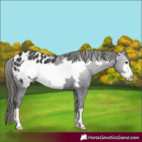 Horse Color:Black Frame Appaloosa 