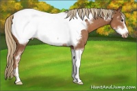 Horse Color:Chestnut Sabino Frame Appaloosa 