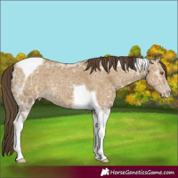 Horse Color:Classic Cream Champagne Ice Tobiano 