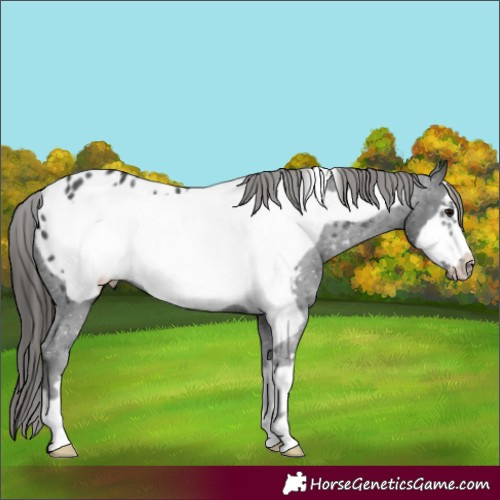 Horse Color:Black Frame Appaloosa 