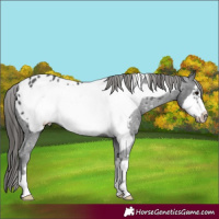 Horse Color:Black Frame Appaloosa 