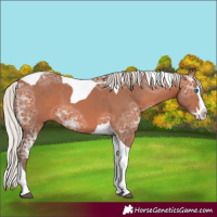 Horse Color:Silver Brown Ice Splash Tobiano 