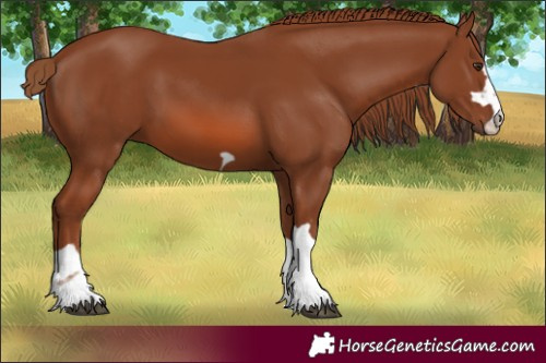Horse Color:Chestnut 