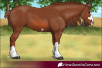 Horse Color:Chestnut 
