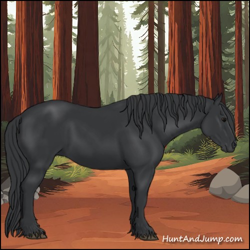 Horse Color:Black 