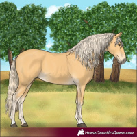 Horse Color:Palomino