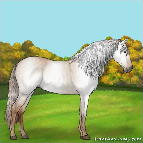 Horse Color:Gray Red Dun 
