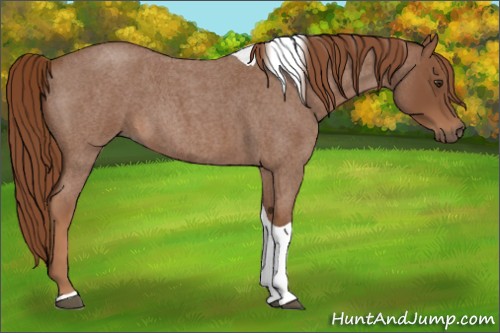 Horse Color:Unknown 