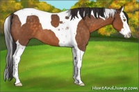 Horse Color:Buckskin Roan Splash Tobiano 